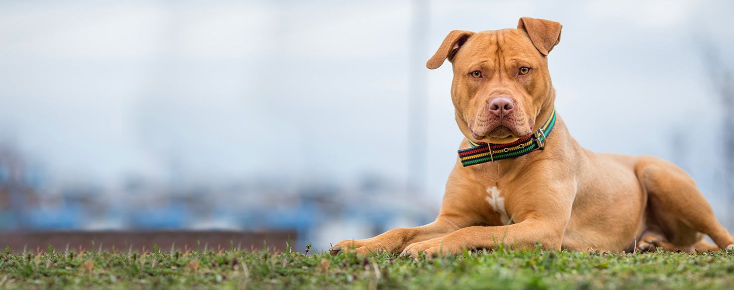 Law & Order Dog Names Popular Male and Female Names Wag!